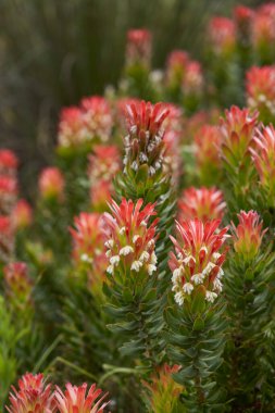 Mimet cullatus, ya da Güney Afrika 'nın Cape Town kentindeki Kirstenbosch' ta yetişen Kızıl Pagoda bitkisi.