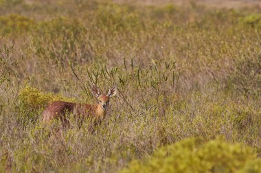 Male Steenbok (Raphicerus campestris) browsing on grasses in Etosha National Park, Namibia.