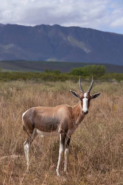 Бубале Этоше Самый Известный Национальный Парк Намибии — стоковое фото