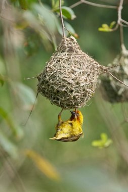 Cape Weaver (Ploceus capensis) building a nest in a tree above a pond in the Eastern Cape of South Africa