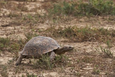 Güney Afrika 'daki yeşil çayır üzerinde kaplumbağanın yakın plan çekimi.