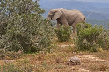 Büyük erkek Afrika Fili (Loxodonta africana), Namibya 'daki Etosha Ulusal Parkı' nın kurak arazisinde besleniyor.