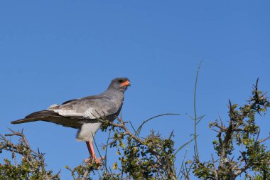 Pale Chanting Goshawk (Melierax canorus) perched in a tree in Addo Elephant National Park, Western Cape, South Africa
