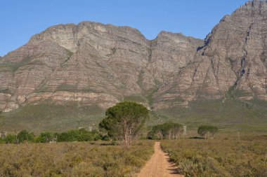 Güney Afrika, Batı Burnu 'ndaki Elandsberg Doğa Rezervi' nin ovalarından ve ağaçlarından yükselen yamaç