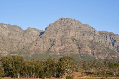 Güney Afrika, Batı Burnu 'ndaki Elandsberg Doğa Rezervi' nin ovalarından ve ağaçlarından yükselen yamaç