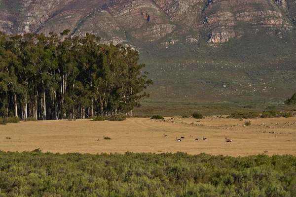 Escarpment Rising Plains Trees Elandsberg Nature Reserve Western Cape South — Stock Photo, Image