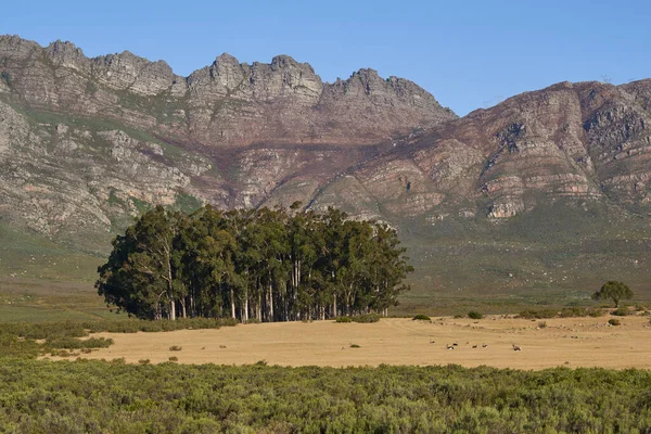 在南非西开普省埃兰斯贝格自然保护区的平原和树木之上升起的陡崖 天线在前景中的应用 — 图库照片