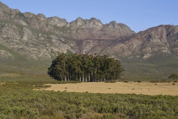 在南非西开普省埃兰斯贝格自然保护区的平原和树木之上升起的陡崖 天线在前景中的应用 — 图库照片
