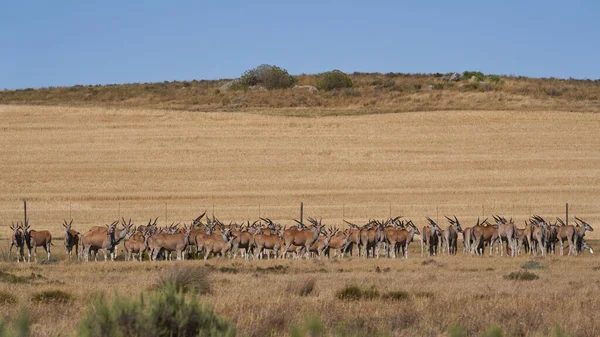 ナミビアのエトーシャ国立公園 Etosha National Park の水飲み場の木の下に 真昼から群生する春の大集団 Antidorcas Marsuialis — ストック写真