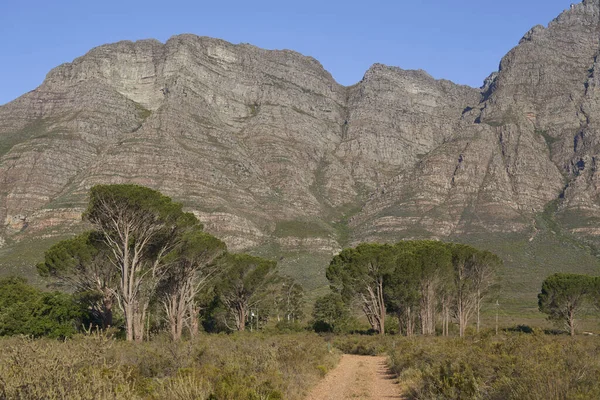 南非西开普省埃兰斯贝格自然保护区的平原和树木上方升起的陡坡 — 图库照片