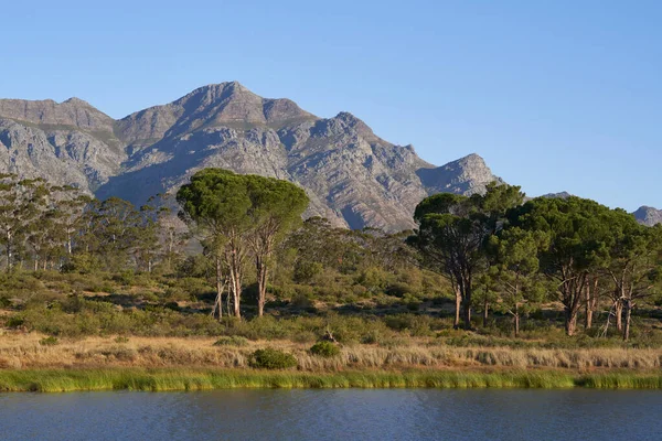 Güney Afrika Batı Burnu Ndaki Elandsberg Doğa Rezervi Nin Ovalarından — Stok fotoğraf