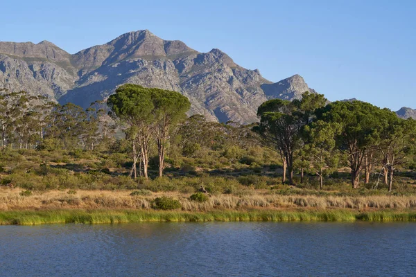 Escarpa Acima Das Planícies Árvores Reserva Natural Elandsberg Cabo Ocidental — Fotografia de Stock