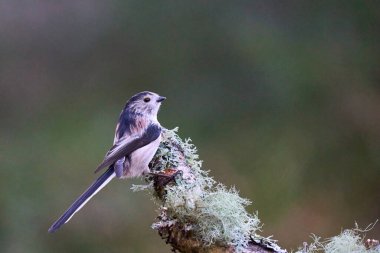 Long-tailed Tit (Aegithalos caudatus) in a pine forest in the highlands of Scotland, United Kingdom.