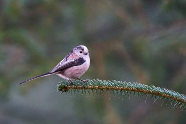 Long-tailed Tit (Aegithalos caudatus) in a pine forest in the highlands of Scotland, United Kingdom.