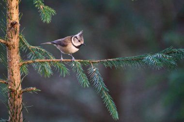 Crested Tit (Lophophanes cristatus) in a pine forest in the highlands of Scotland, United Kingdom.