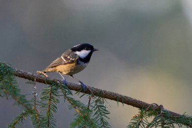 Coal Tit (Periparus ater) in a pine forest in the highlands of Scotland, United Kingdom.