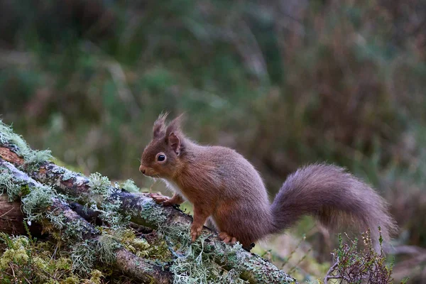 Rotes Eichhörnchen Sciurus Vulgaris Einem Kiefernwald Hochland Von Schottland Großbritannien — Stockfoto