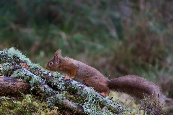 Tupai Merah Sciurus Vulgaris Hutan Pinus Dataran Tinggi Skotlandia Britania — Stok Foto