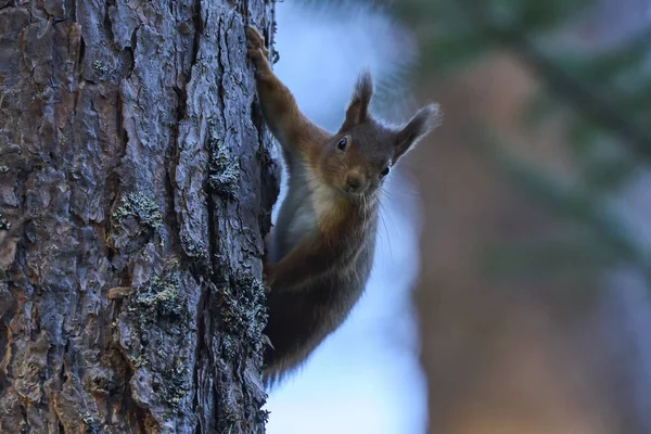 Red Squirrel Sciurus Vulgaris Pine Forest Highlands Scotland United Kingdom — Stock Photo, Image