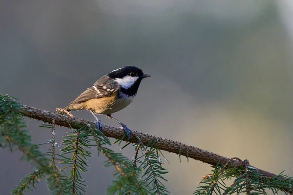 Coal Tit Periparus Ater Pine Forest Highlands Scotland United Kingdom — стоковое фото