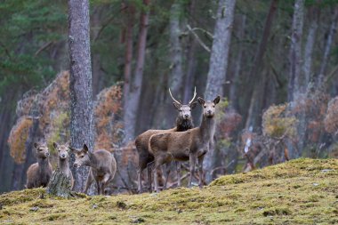 Kızıl Geyik arka (Cervus elaphus) İskoçya 'nın dağlık kesimlerinde bir çam ormanında ağaçların arasında duruyordu..