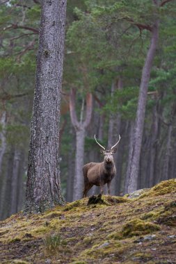 Kızıl Geyik geyiği (Cervus elaphus) İskoçya 'nın dağlık kesimlerindeki bir çam ormanında ağaçların arasında duruyor..