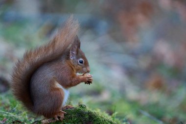 Kızıl Sincap (Sciurus vulgaris) İskoçya 'nın dağlık bölgelerinde kış boyunca ormanda fındık yer..