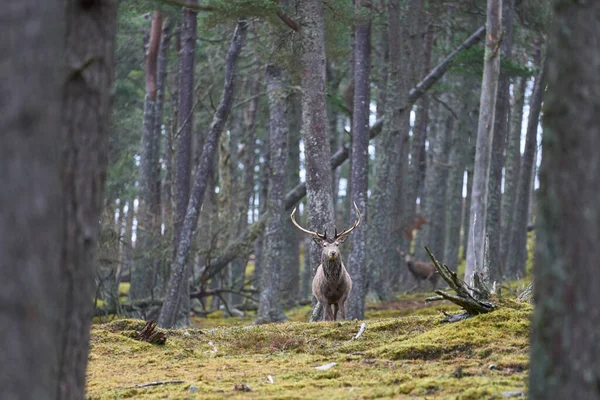 Red Deer Stag Cervus Elaphus Standing Amongst Trees Pine Woodland — Stock Photo, Image