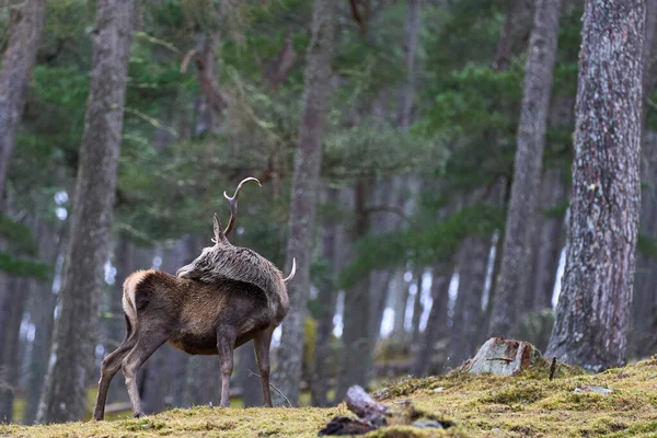 位于英国苏格兰高地松树林中的红鹿鹿 Cervus Elaphus 站在树间 — 图库照片