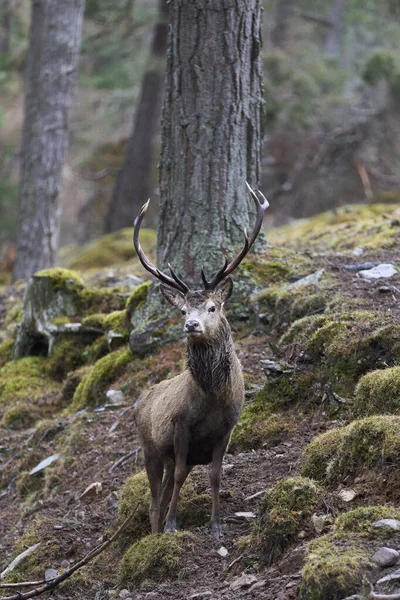 位于英国苏格兰高地松树林中的红鹿鹿 Cervus Elaphus 站在树间 — 图库照片