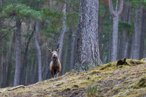 Red Deer Stag Cervus Elaphus Staande Tussen Bomen Een Dennenbos — Stockfoto