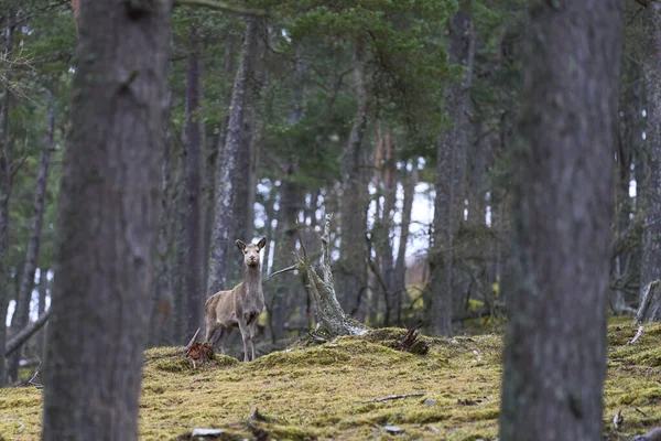 英国苏格兰高地的松树林中 Cervus Elaphus 站在树间 — 图库照片
