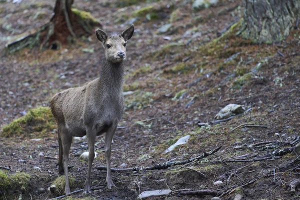 Red Deer Hind Cervus Elaphus Stojący Wśród Drzew Sosnowym Lesie — Zdjęcie stockowe