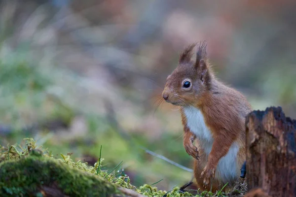英国苏格兰高地冬季林地中的红松鼠 Sciurus Vulgaris — 图库照片