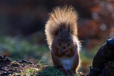 Kızıl Sincap (Sciurus vulgaris) İskoçya 'nın dağlık bölgelerinde kış boyunca ormanda fındık yer..