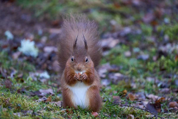 Rotes Eichhörnchen Sciurus Vulgaris Frisst Winter Eine Nuss Wald Schottischen — Stockfoto