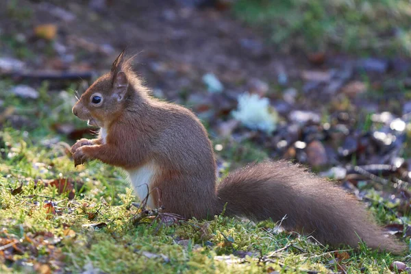 Rotes Eichhörnchen Sciurus Vulgaris Winter Hochland Von Schottland Großbritannien — Stockfoto