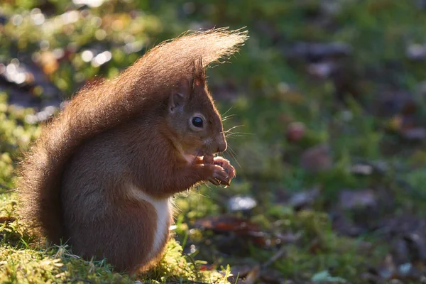 Red Squirrel Sciurus Vulgaris Eating Nut Woodland Winter Highlands Scotland — Stock Photo, Image