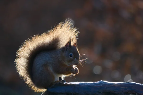 Rotes Eichhörnchen Sciurus Vulgaris Frisst Winter Eine Nuss Wald Schottischen — Stockfoto