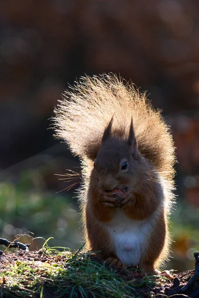 Red Squirrel Sciurus Vulgaris Spiser Nøtt Skogene Vinteren Det Skotske – stockfoto