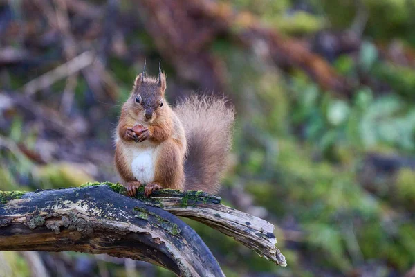 Tupai Merah Sciurus Vulgaris Makan Kacang Hutan Selama Musim Dingin — Stok Foto