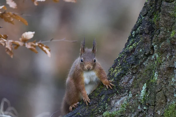 Rotes Eichhörnchen Sciurus Vulgaris Winter Hochland Von Schottland Großbritannien — Stockfoto