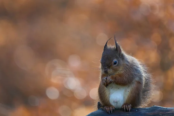 Red Squirrel Sciurus Vulgaris Eating Nut Woodland Winter Highlands Scotland — Stock Photo, Image