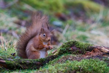 Kızıl Sincap (Sciurus vulgaris) İskoçya 'nın dağlık bölgelerinde kış boyunca ormanda fındık yer..