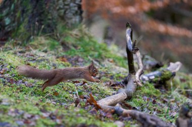 Kızıl Sincap (Sciurus vulgaris) İskoçya 'nın dağlık bölgelerinde kış boyunca ormanda ağzında fındıkla bir dalın üzerinden atlıyordu..