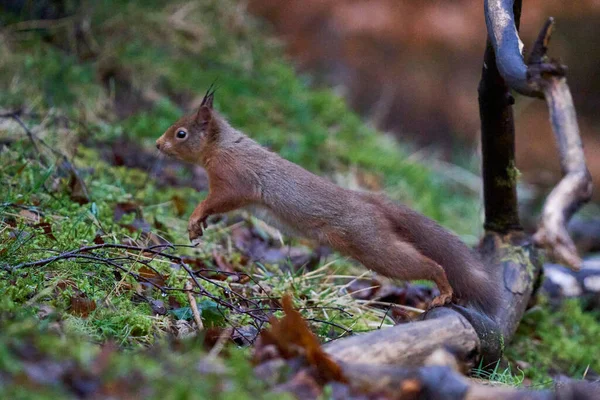 Rotes Eichhörnchen Sciurus Vulgaris Läuft Und Springt Winter Über Einen — Stockfoto