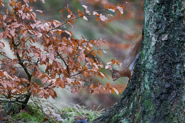 Écureuil Roux Sciurus Vulgaris Dans Les Bois Hiver Dans Les — Photo
