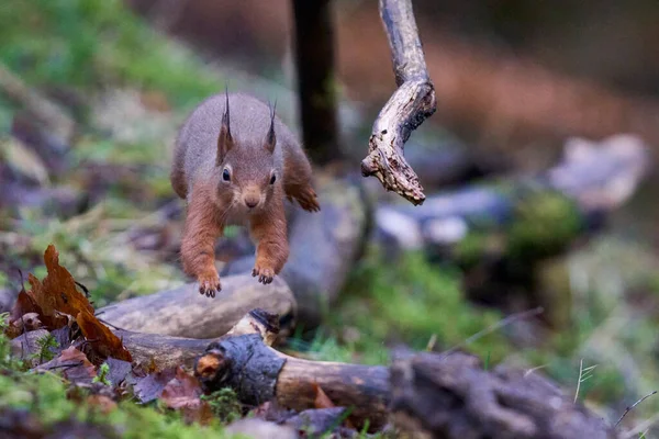Red Squirrel Sciurus Vulgaris Berlari Dan Melompati Lantai Hutan Selama — Stok Foto