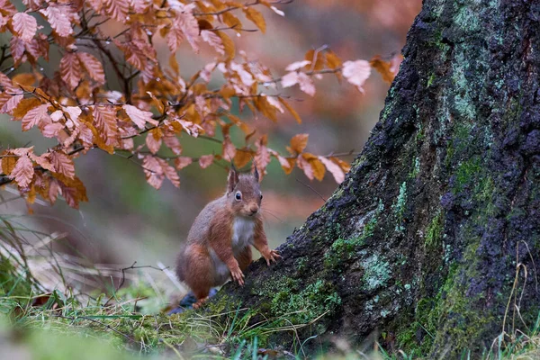 Tupai Merah Sciurus Vulgaris Hutan Selama Musim Dingin Dataran Tinggi — Stok Foto