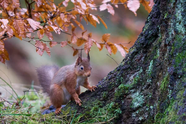 Red Squirrel Sciurus Vulgaris Lesích Během Zimy Vysočině Skotska Velká — Stock fotografie